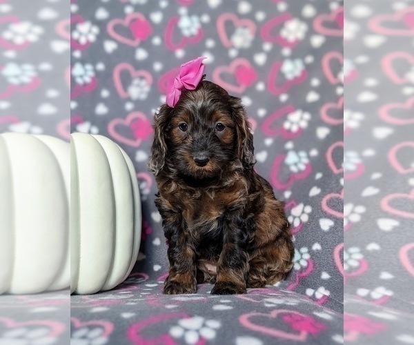 Medium Photo #8 Cockapoo Puppy For Sale in KIRKWOOD, PA, USA