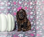 Small Photo #8 Cockapoo Puppy For Sale in KIRKWOOD, PA, USA