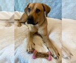Small #8 Black Mouth Cur-Labrador Retriever Mix