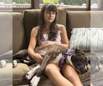 Small #2 Staffordshire Bull Terrier Mix