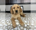 Small #2 Golden Retriever