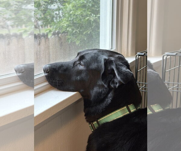 Medium Photo #3 Labrador Retriever-Unknown Mix Puppy For Sale in Aurora, CO, USA