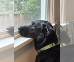Small #2 Labrador Retriever Mix