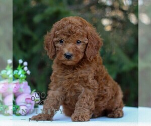 Goldendoodle (Miniature) Puppy for sale in EAST EARL, PA, USA
