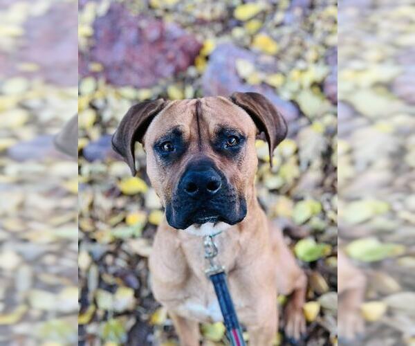 Medium Photo #1 Mastiff-Unknown Mix Puppy For Sale in Las Vegas, NV, USA