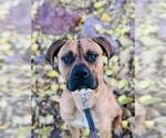 Small Mastiff Mix