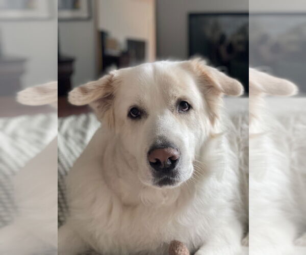 Medium Photo #5 Great Pyrenees Puppy For Sale in Houston, TX, USA