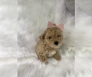 Poodle (Toy) Puppy for sale in BEECH GROVE, IN, USA