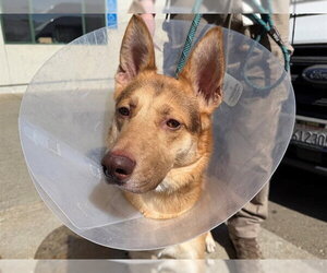German Shepherd Dog-Unknown Mix Dogs for adoption in Santa Rosa, CA, USA