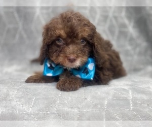 Cavapoo-Poodle (Miniature) Mix Puppy for sale in LAKELAND, FL, USA