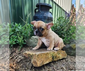 French Bulldog Puppy for sale in JASONVILLE, IN, USA