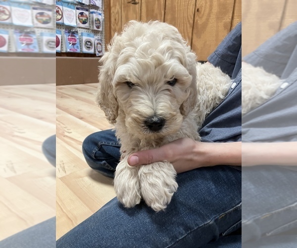 Medium Photo #2 Goldendoodle Puppy For Sale in EDINA, MO, USA