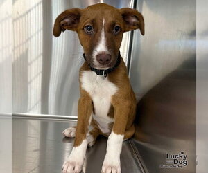 Sassy - Female Labrador Retriever-Unknown Mix Dog for Adoption - Photo #2