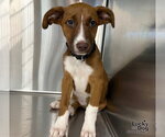 Small Photo #2 Labrador Retriever-Unknown Mix Puppy For Sale in Washington, DC, USA