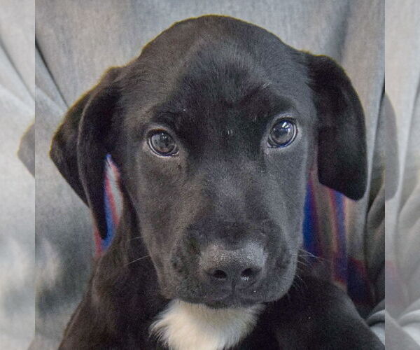 Medium Photo #5 Mutt Puppy For Sale in Huntley, IL, USA