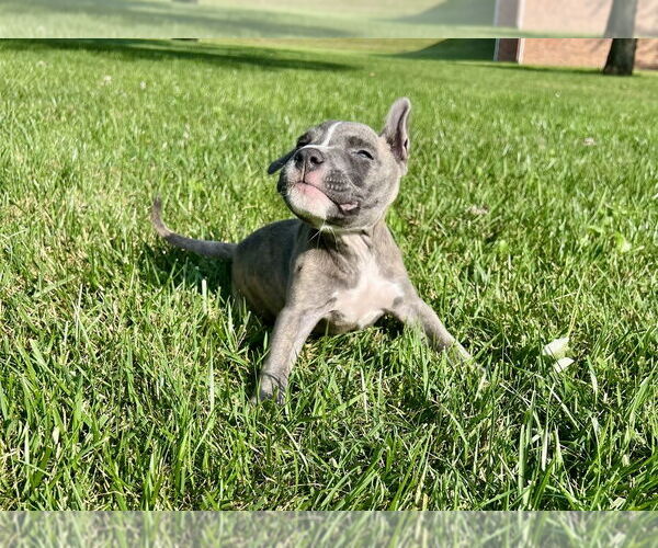 Medium Photo #4 American Pit Bull Terrier-Unknown Mix Puppy For Sale in Springdale, PA, USA