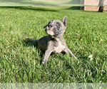 Small #3 American Pit Bull Terrier Mix