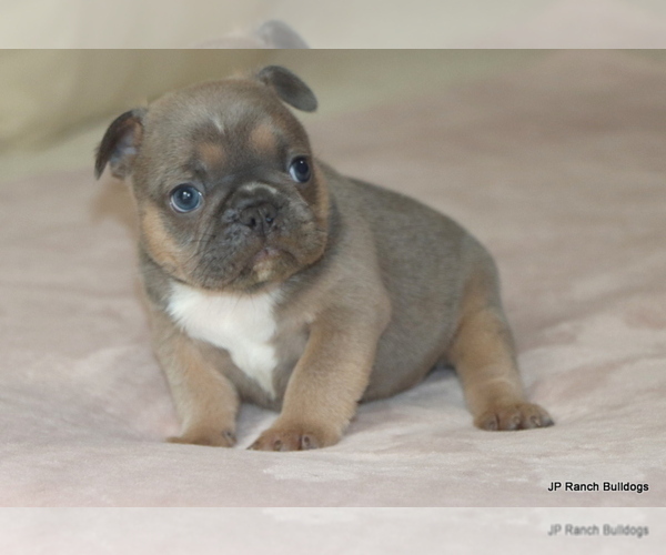 Medium Photo #5 French Bulldog Puppy For Sale in WINNSBORO, TX, USA
