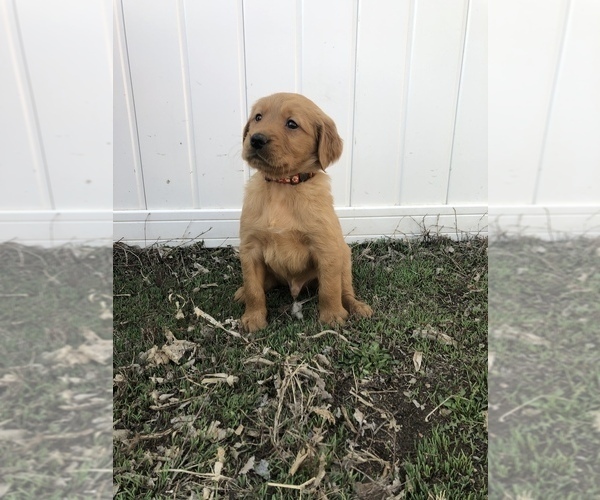 Medium Photo #7 Golden Retriever Puppy For Sale in VESTA, MN, USA
