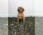 Small Photo #7 Golden Retriever Puppy For Sale in VESTA, MN, USA