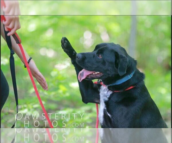 Medium Photo #14 Labrador Retriever-Unknown Mix Puppy For Sale in Rockaway, NJ, USA