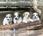 JuJuBee - Female Anatolian Pyrenees Puppy for Sale - Photo #2