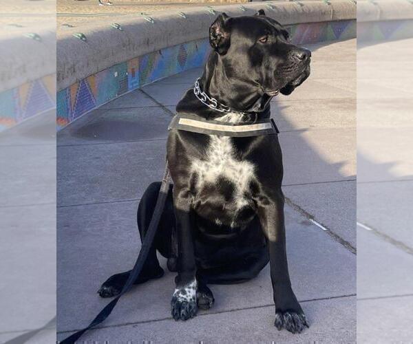 Medium Photo #1 Cane Corso Puppy For Sale in CHULA VISTA, CA, USA