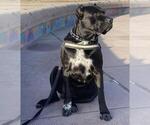 Small Photo #1 Cane Corso Puppy For Sale in CHULA VISTA, CA, USA