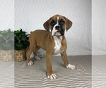 Small #3 Boxer