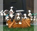 Small Photo #2 Bernedoodle (Miniature) Puppy For Sale in HONEY BROOK, PA, USA
