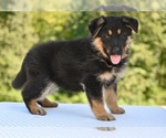 Small #4 German Shepherd Dog
