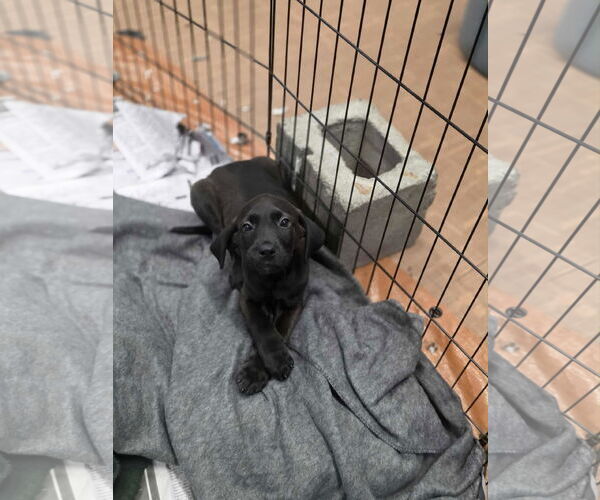 Medium Photo #8 Labrador Retriever-Unknown Mix Puppy For Sale in SHERBURNE, NY, USA