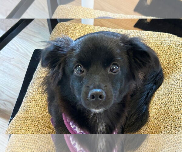 Medium Photo #1 Chihuahua-Unknown Mix Puppy For Sale in Wheaton, IL, USA