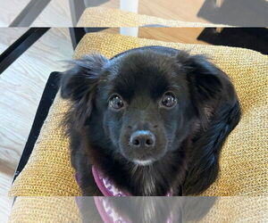 Chihuahua-Unknown Mix Dogs for adoption in Wheaton, IL, USA