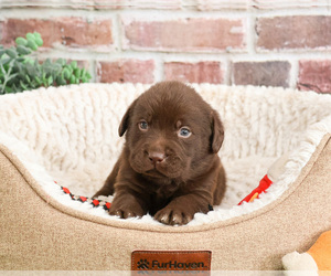 Labrador Retriever Puppy for sale in SYRACUSE, IN, USA