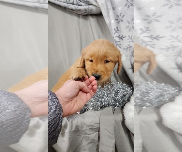 Medium Photo #2 Golden Retriever Puppy For Sale in GREENWOOD, WI, USA