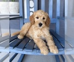 Small #3 Goldendoodle