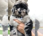 Small Photo #6 Bernedoodle Puppy For Sale in OVERLAND PARK, KS, USA