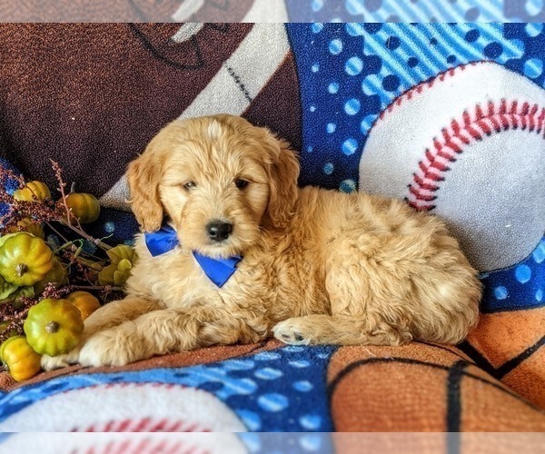 Medium Photo #6 Goldendoodle Puppy For Sale in PEACH BOTTOM, PA, USA