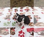 Small Photo #15 Boston Terrier Puppy For Sale in MACON, GA, USA
