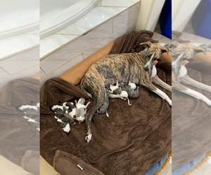 Mother of the Whippet puppies born on 11/11/2022