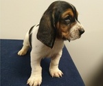 Small Photo #14 Basset Hound Puppy For Sale in SODDY DAISY, TN, USA