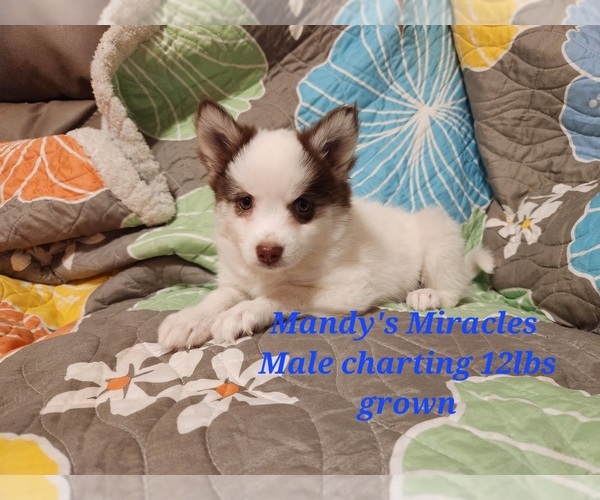 Medium Photo #4 Pomsky Puppy For Sale in DALLAS, NC, USA