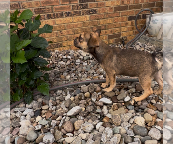 Medium Photo #6 French Bulldog Puppy For Sale in RADCLIFF, KY, USA