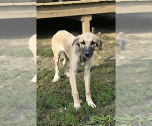 Poor Babies : Ivy - Female Anatolian Shepherd-Unknown Mix Dog for Adoption - Photo #2