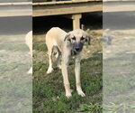 Small Photo #2 Anatolian Shepherd-Unknown Mix Puppy For Sale in Aurora, IN, USA