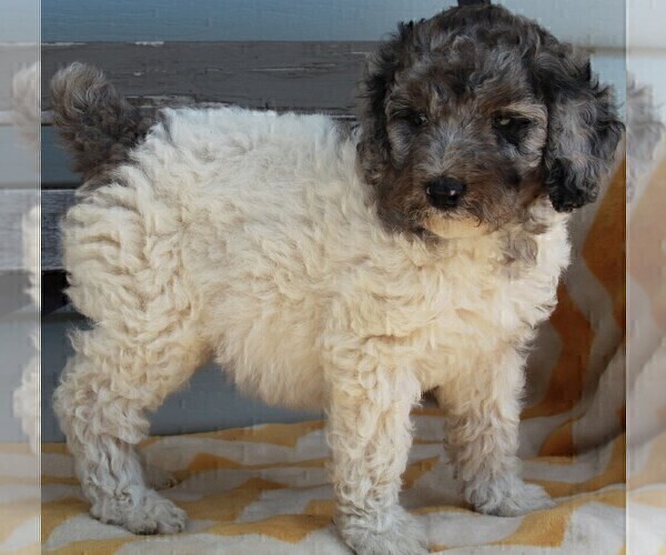 Medium Photo #1 Poodle (Standard) Puppy For Sale in FREDERICKSBURG, OH, USA