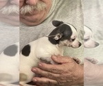 Small #1 Chihuahua