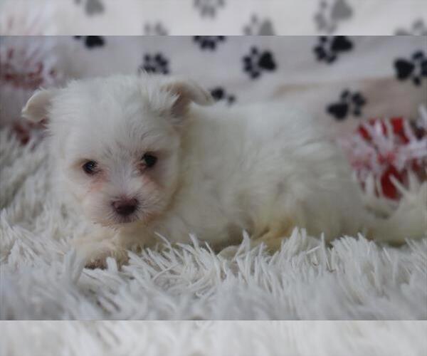 Medium Photo #9 Maltese Puppy For Sale in TAMPA, FL, USA