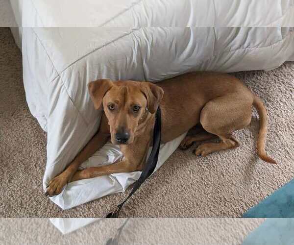 Medium Photo #3 Mutt Puppy For Sale in Holly Springs, NC, USA